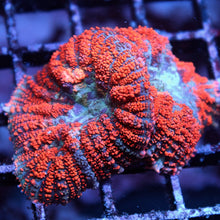 Ultra Rhodactis Mushrooms