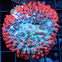 Red St. Thomas Mushroom