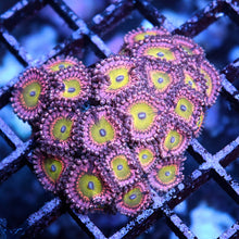 Pink Hippo Zoas