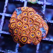 JF Jungle Juice Zoas