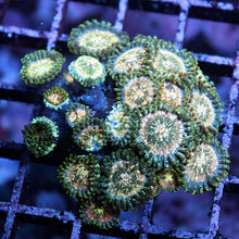 Hawaiin Ding Dang Palys