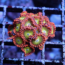 Electric Oompa Loompa Zoas
