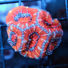 Rainbow Acan