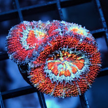Rainbow Acan