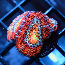 Rainbow Acan