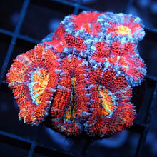 Rainbow Acan