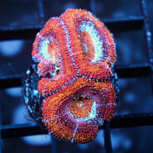 Rainbow Acan