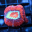 Rainbow Acan