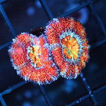 Rainbow Acan