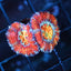 Rainbow Acan