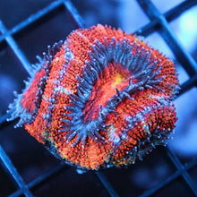 Rainbow Acan