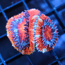 Rainbow Acan