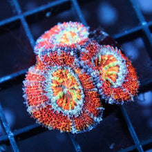 Rainbow Acan