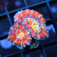 Rainbow Acan