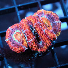 Rainbow Acan