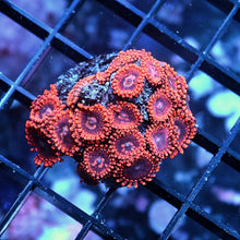 Blue Seas Dark Matter Zoas