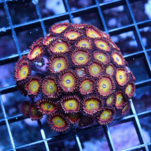 Candy Apple Zoas