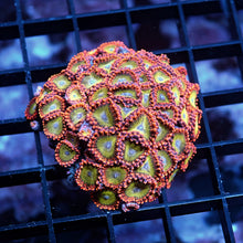 Electric Oompa Loompa Zoas