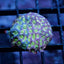 JF DayGlo Favites