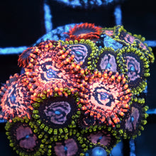 Utter Chaos Zoa Combo