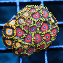 Assorted Zoa Combo