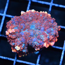 Ultra Rhodactis Mushroom