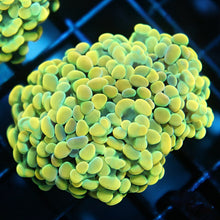 Gold Branching Hammer