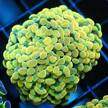 Gold Branching Hammer