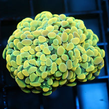 Gold Branching Hammer