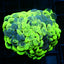 Splatter Hammer