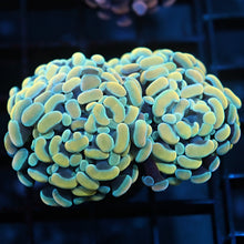 Gold Branching Hammer