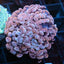 Rose Gold Hammer