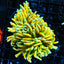 Banana Torch