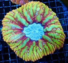 Solar Flare Cynarina