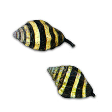 Bumble Bee Snail