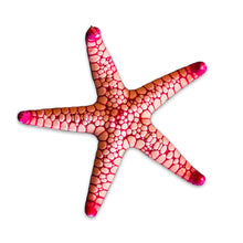 Fromia Starfish