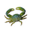 Emerald Green Crab