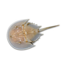 Horseshoe Crab