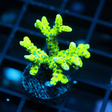 Neon Anacropora