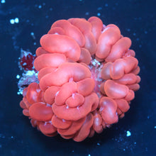 Double Head Red/Pink Cynarina