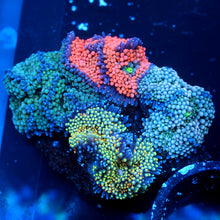 Ricordea Florida Combo Rock