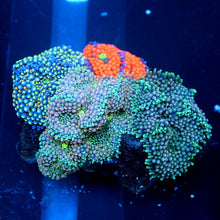 Ricordea Florida Combo Rock