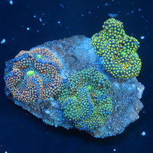 Ricordea Florida Combo Rock