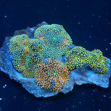 Ricordea Florida Combo Rock