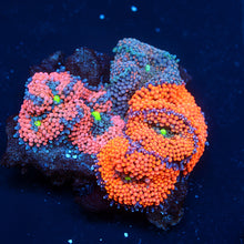 Ricordea Florida Combo Rock