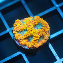 JF Yellow Submarine Favia