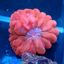 Double Head Red/Pink Cynarina