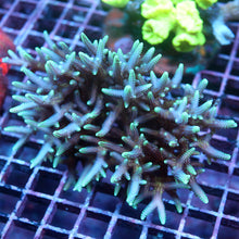 Yellow Tip Birdsnest Colony