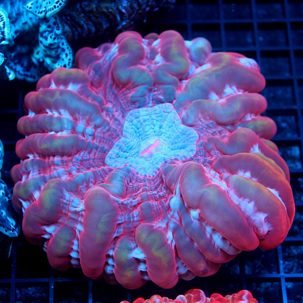 Red and Pink Indophyllia