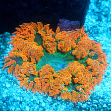 Ultra Rock Flower Anemone